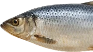 /img/catalog/lightly-salted-fish.webp